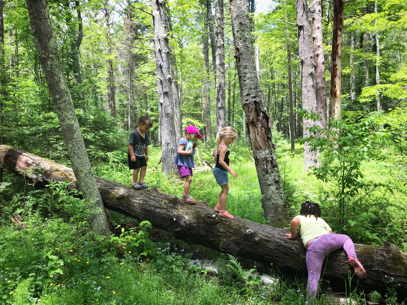 Children climbing a tree together in Little Foragers outdoor programming